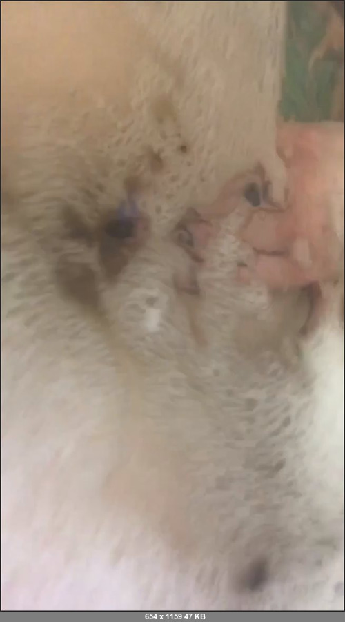 MEGA-FANS – tattumom-06-11-2018-