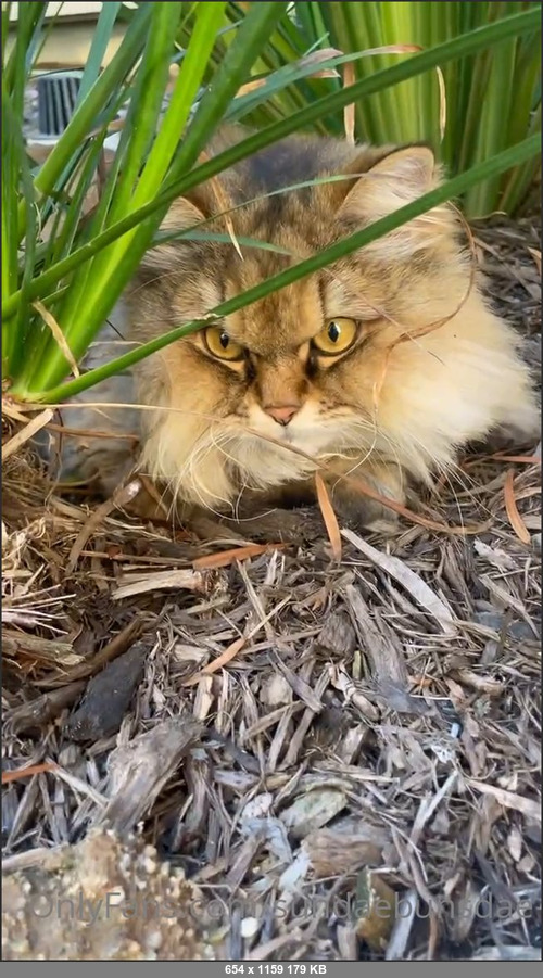 MEGA-FANS – sundaebunsdae-11-09-2021-Do you have any pets  Comment what kind below