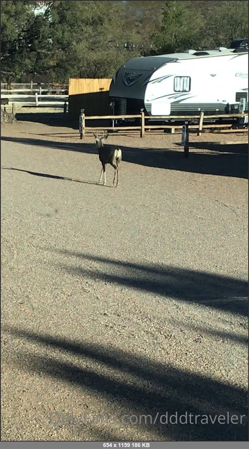 MEGA-FANS – swingintourist 08-12-2020 79423316 The smartest little deer  ever. He was just cruising the RV park.