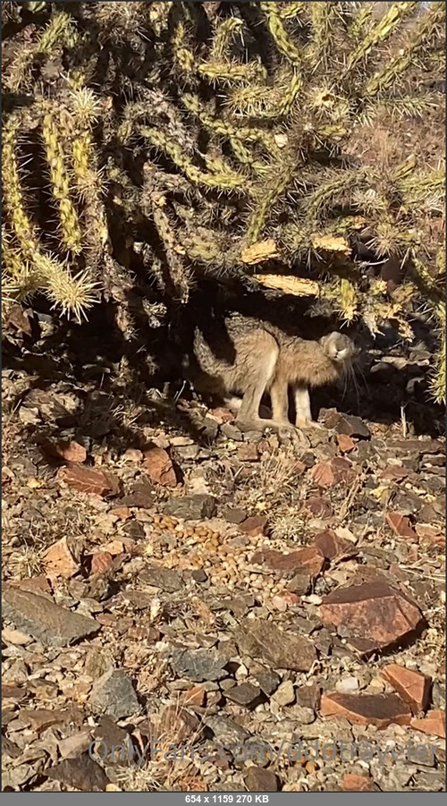 MEGA-FANS – swingintourist 15-11-2020 70108366 Some detecting fun. Also saw 8 lizards  0 snakes  1 bunny . Rethinking my camp choice in case I go down. V