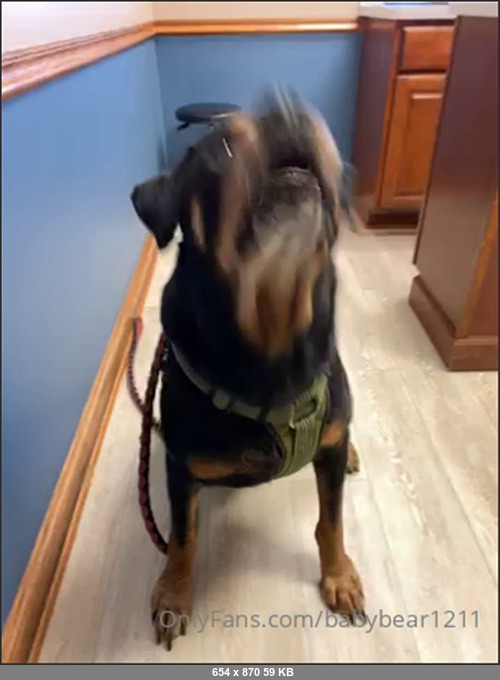 MEGA-FANS – babybear1211-17-11-2020-help pay our vet bill