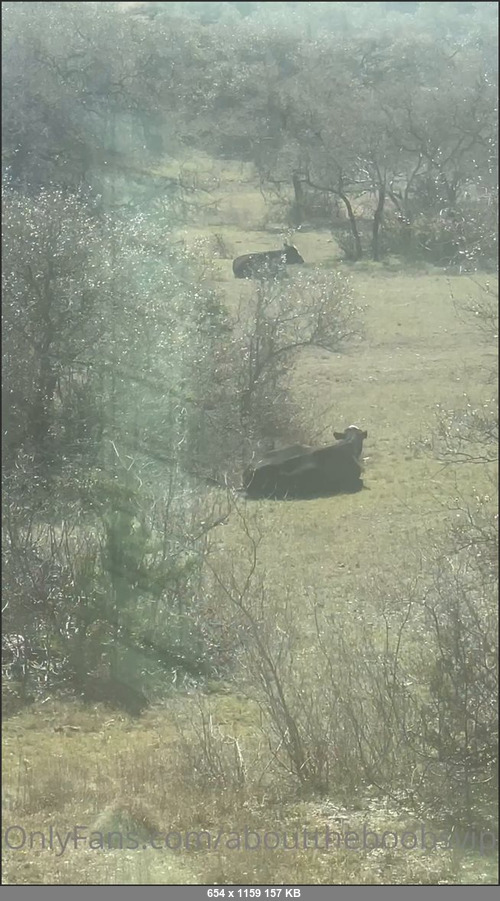 MEGA-FANS – abouttheboobsvip-22-03-2022-Omg you guys. I had to share this. This is so funny   Listen at the end  I live next to a ranch in austin.