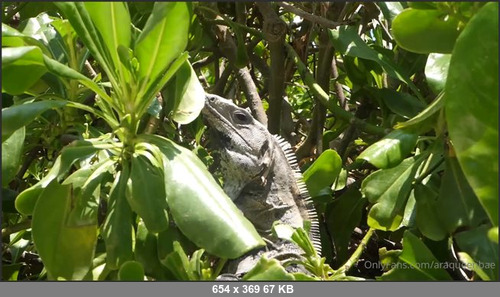 MEGA-FANS – araqueenbae-19-08-2020-Stay tuned to see all the content we made this week with all the baddies in Tulum we made some xxx, BTS and so much lifestyle naughtiness coming for you  all the g