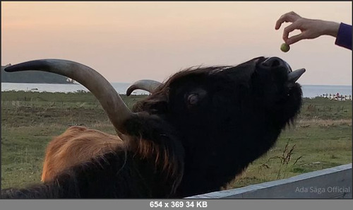 MEGA-FANS – adasaga-09-11-2020-PHOTOSET  Cute KITTY  … That tongue felt rough and smooth at the same time