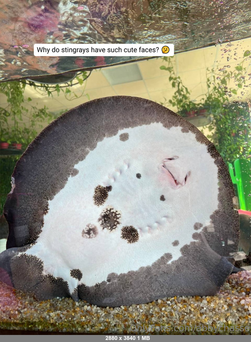 Abbychasse 16022026 - 𝘼𝙗𝙗𝙮 𝘾𝙝𝙖𝙨𝙚 💋 - Onlyfans SiteRip